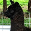 Alpaca Multi Purpose, Halter Trained Pair