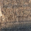 1500 Wheaten Hay 8x4x3 Bales (Weather Damaged)