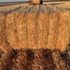 200mt Barley Straw 8x4x3 Bales