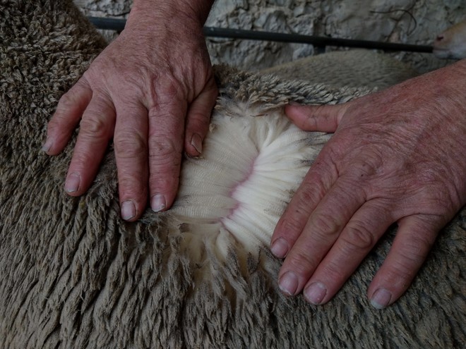 Prime SAMM Grade Rams Available