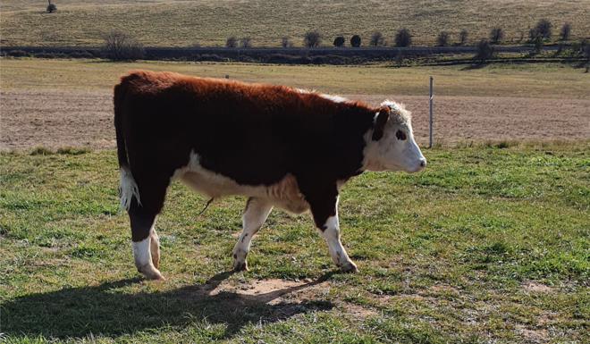 Hereford Steers 7 Head