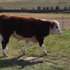 Hereford Steers 7 Head