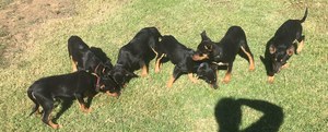 Kelpie pups