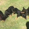 Kelpie pups