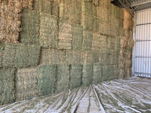 Under Auction - This Seasons Lucerne Hay Small Square Bales in packs of 21 - approximately 1000 - Sold by the Bale