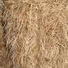 Barley Straw 8x3x3 ‘New Season’