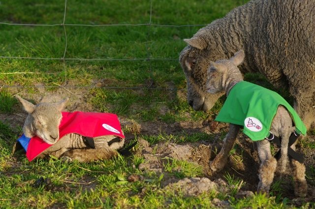 CopRice Green Feed Blend