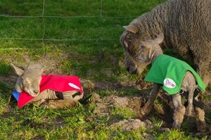 CopRice Green Feed Blend