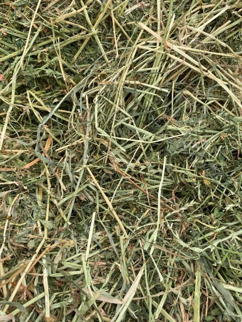 Pasture Hay Small Squares - Horse quality