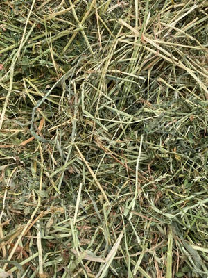 Pasture Hay Small Squares - Horse quality 