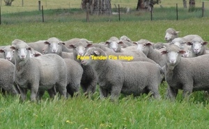 WANTED Agistment for Merino Ewes