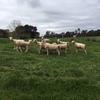 White Suffolk Flock Rams.