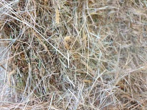 200 Small Square Bales of Pasture Hay