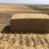 400 m/t Header Tailed IRRIGATED Wheaten Straw 8x4x3 Bales. PRICE REDUCED!!