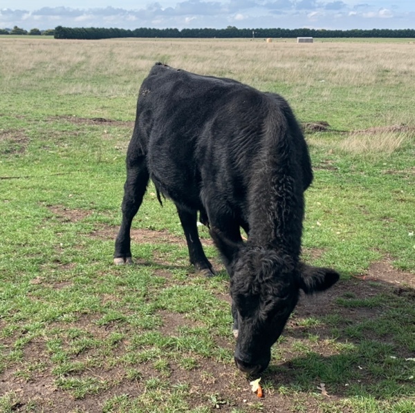 16 Months old Pure Angus Bull