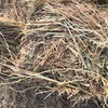 Oaten Hay 200  Small Squares