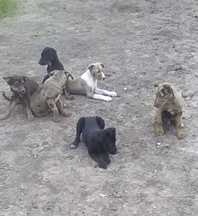 Working Dog Pups For Sale
