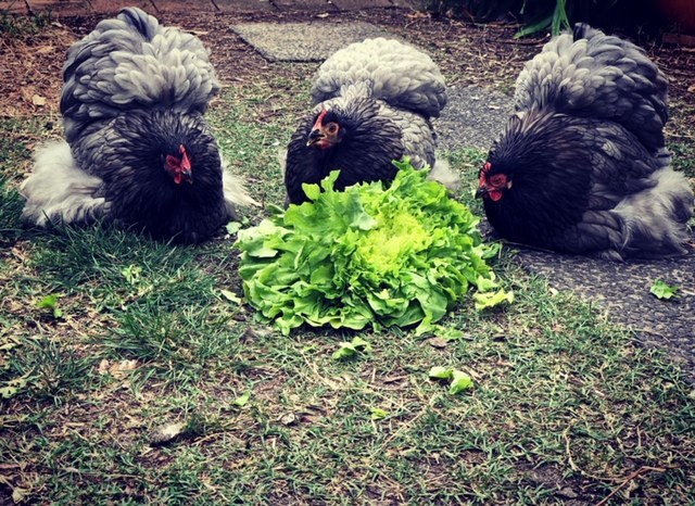 Pekin Bantam Chicks - Available Now!