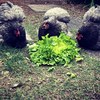 Pekin Bantam Chicks - Available Now!