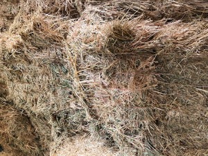 35mt Wheaten Hay 8x4x3 Bales + Freight