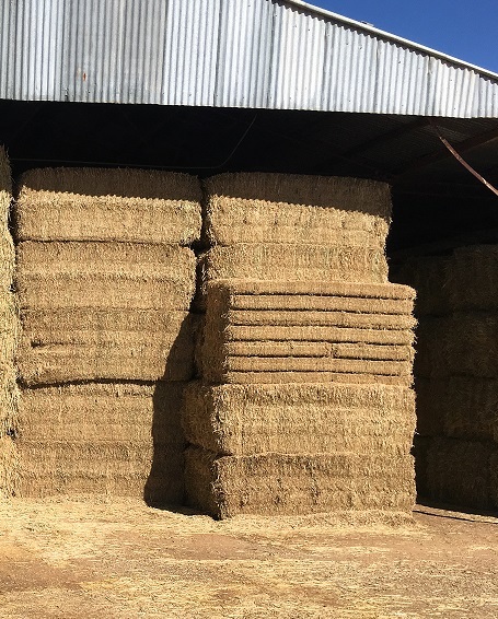 Vetch Hay Corowa See Feed Test