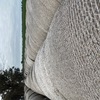 PASTURE (Meadow) HAY - Rolls - Horse Hay