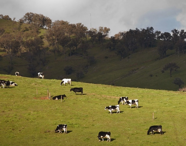 Wanted Dairy Cows, Bulls & Steers - for competitive hook price