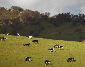 Wanted Dairy Cows, Bulls & Steers - for competitive hook price