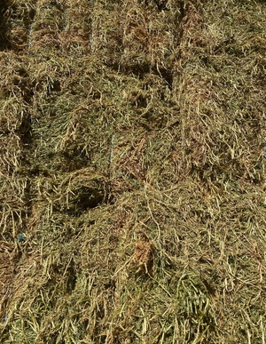 200mt New Season Vetch Hay 8x4x3 Bales