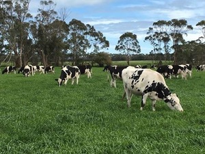 WANTED Dairy Farm Warrnambool Area