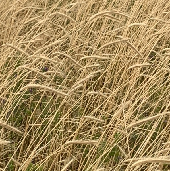 Southern Green Ryecorn