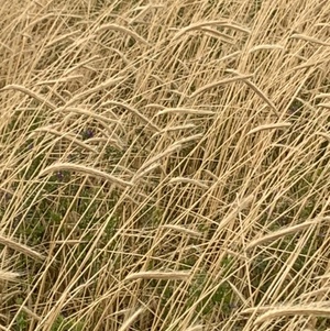 Southern Green Ryecorn