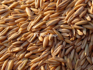 Multi Purpose Oats Seed For Sale