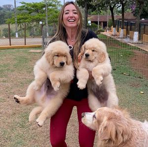 Golden Retriever Puppies Ready for Sale