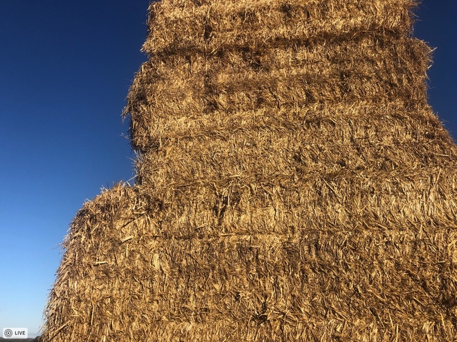 100mt Wheaten Straw 450kg 8x4x3 Bales + Freight