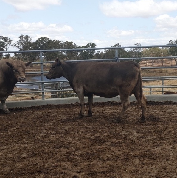 Registered square meater cow in calf 