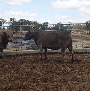 Registered square meater cow in calf