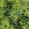 Standing Lupin/Clover/Vetch Crop