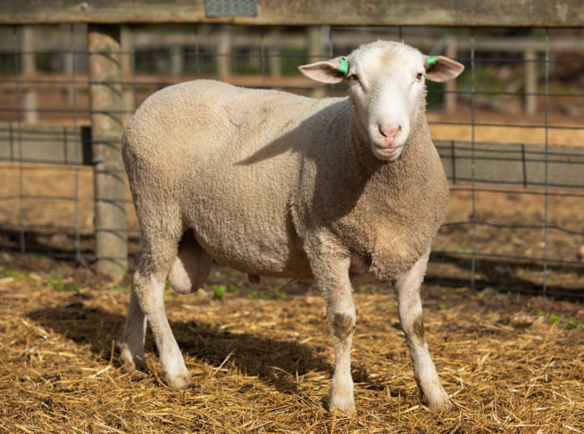 Under Auction - Lot 14 Highlander Ram 191260  (DLE Ram Auction A100 - 10th Sept via Auctionsplus) 