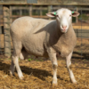 Under Auction - Lot 14 Highlander Ram 191260  (DLE Ram Auction A100 - 10th Sept via Auctionsplus) 