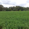 Small Lucerne Bales 2nd Cut Weed Free