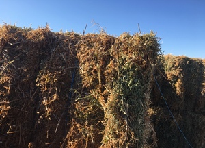 80mt Vetch Hay 600kg 8x4x3 Bales (2 B Double Loads)