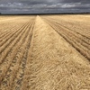 200mt Barley Straw 8x4x3 Bales