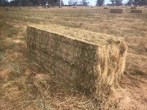 Ryegrass/balansa 3x3x8