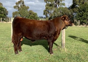 Red Angus Registered Stud Bulls