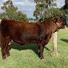 Red Angus Registered Stud Bulls