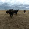 5 x Riverine Water Buffalo Cows. Updated photo