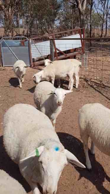 7 x Maiden Aussie White Ewes with Ram