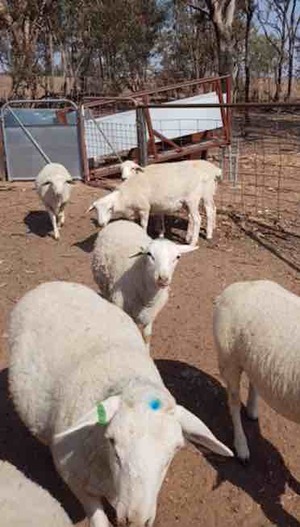 7 x Maiden Aussie White Ewes with Ram