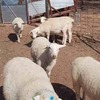 7 x Maiden Aussie White Ewes with Ram